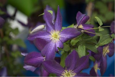 Clematis 'Jackmanii Purpurea' (5515_0.jpg)