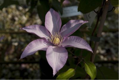 Clematis 'Morning Star' (5518_0.jpg)