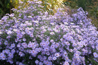 Aster 'Little Carlow' (5536_0.jpg)