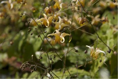 Epimedium 'Amber Queen' (5549_0.jpg)