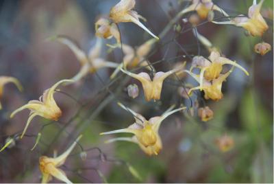 Epimedium 'Amber Queen' (5549_1.jpg)