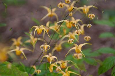 Epimedium 'Amber Queen' (5549_2.jpg)