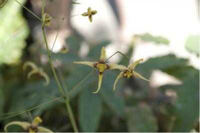 Epimedium wushanense 'Caramel' (5551_0.jpg)