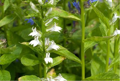 Lobelia siphilitica 'Alba' (556_1.jpg)