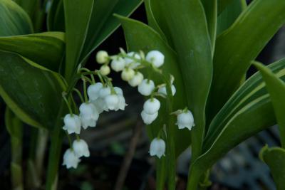 Convallaria majalis 'Hofheim' (5572_0.jpg)