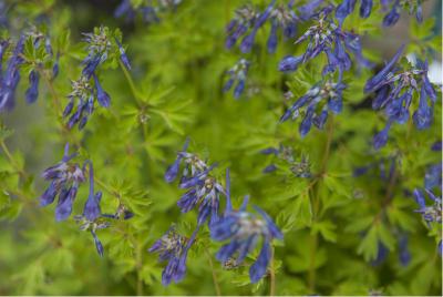 Corydalis omeiensis (5574_0.jpg)