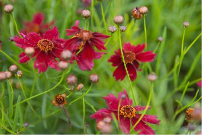 Coreopsis verticillata 'Ruby Red' (5575_0.jpg)