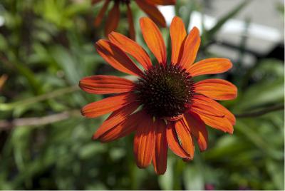 Echinacea 'Tiki Torch' (5582_0.jpg)