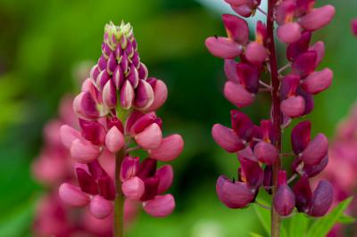 Lupinus 'My Castle' (560_0.jpg)