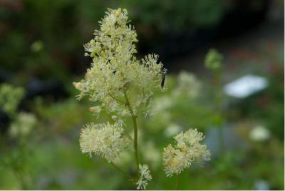 Thalictrum lucidum (5629_1.jpg)