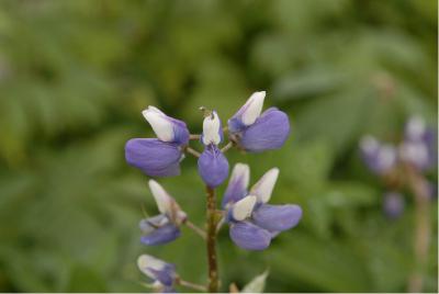 Lupinus 'The Governor' (563_0.jpg)