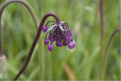 Allium cernuum (5645_0.jpg)