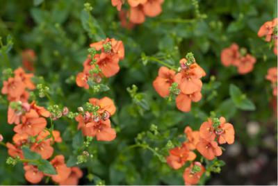 Diascia 'Orange' (5686_0.jpg)