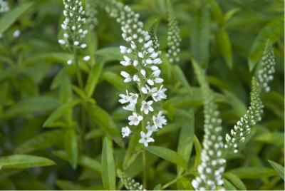 Lysimachia barystachys (572_0.jpg)