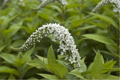 Lysimachia clethroides (574_0.jpg)