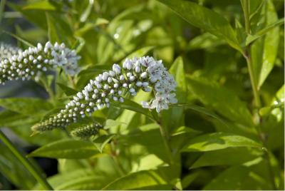 Lysimachia clethroides (574_1.jpg)