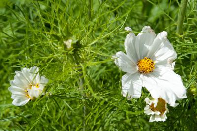 Cosmos bipinnatus 'Albatros' (5771_0.jpg)