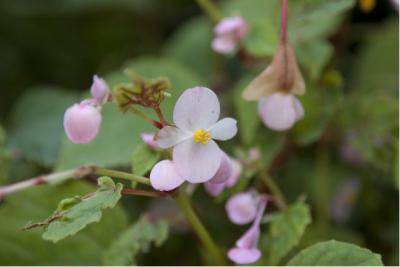 Begonia grandis subsp. evansiana (5782_0.jpg)