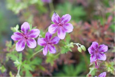 Geranium soboliferum 'Starman' (5789_1.jpg)