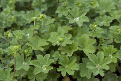 Alchemilla erythropoda (57_0.jpg)