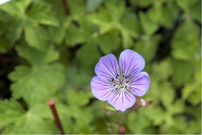 Geranium 'Sweet Heidy' (5852_1.jpg)