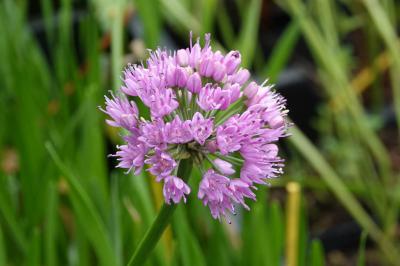 Allium 'Millennium' (5867_0.jpg)