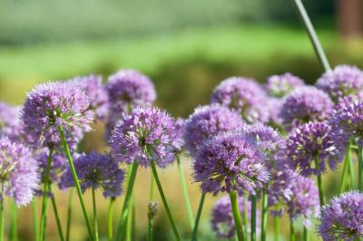 Allium 'Millennium' (5867_1.jpg)