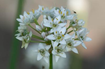 Allium tuberosum (5868_1.jpg)