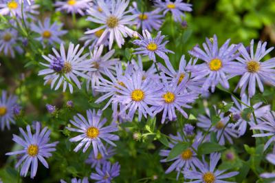 Aster thomsonii (5878_0.jpg)