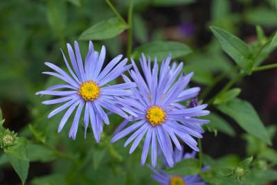 Aster thomsonii (5878_1.jpg)