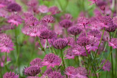 Astrantia major 'Washfield' (5880_0.jpg)