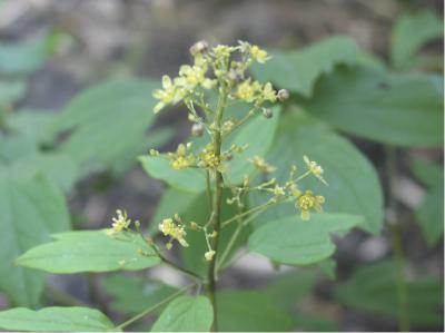 Caulophyllum thalictroides (5887_0.jpg)