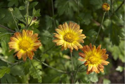 Dendranthema 'Dernier Soleil' (5891_0.jpg)