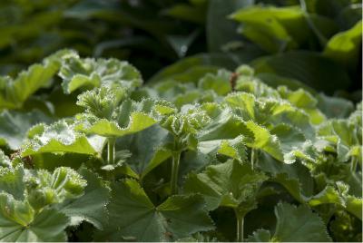 Alchemilla mollis (58_1.jpg)