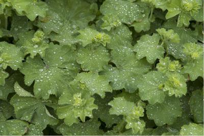 Alchemilla mollis (58_2.jpg)