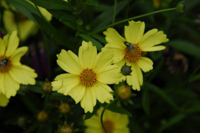 Coreopsis 'Full Moon' (5909_0.jpg)