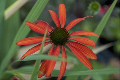 Echinacea 'Tomato Soup' (5936_0.jpg)