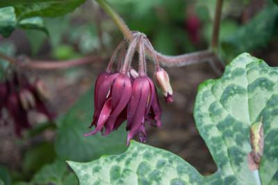 Podophyllum 'Spotty Dotty' (5938_2.jpg)