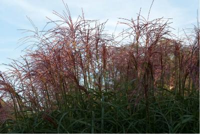 Miscanthus sinensis 'Rotsilber' (593_0.jpg)