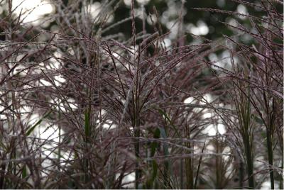 Miscanthus sinensis 'Rotsilber' (593_2.jpg)