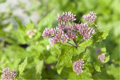 Eupatorium dubium 'Baby Joe' (5941_0.jpg)