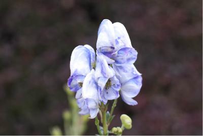 Aconitum 'Cloudy' (5943_1.jpg)