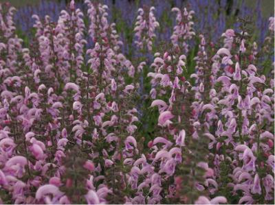 Salvia 'Eveline' (5962_0.jpg)