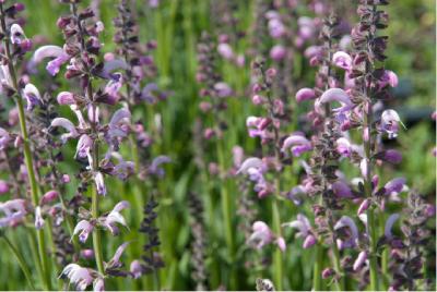 Salvia 'Eveline' (5962_1.jpg)