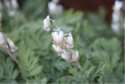 Dicentra canadensis (5976_0.jpg)