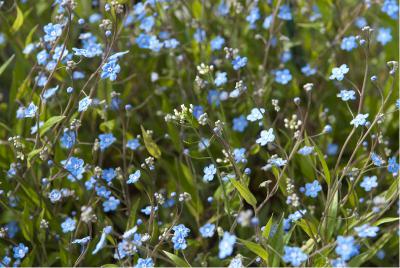 Omphalodes nitida (5982_0.jpg)