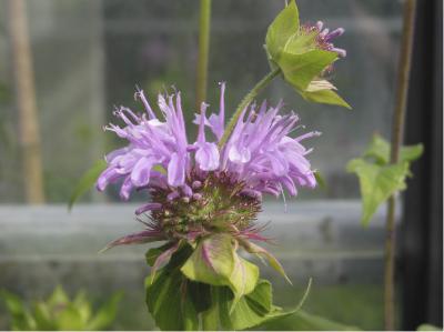 Monarda 'Elsie's Lavender' (601_0.jpg)