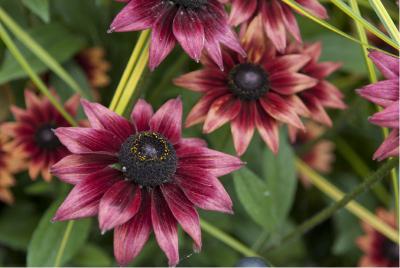 Rudbeckia hirta 'Cherry Brandy' (6020_0.jpg)