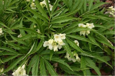 Cardamine enneaphyllos (6024_0.jpg)