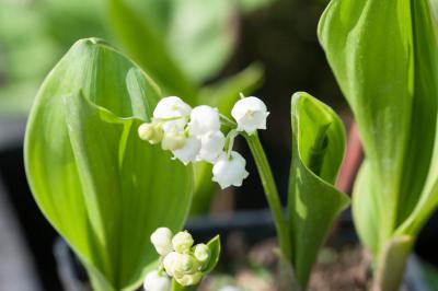 Convallaria majalis 'Hardwick Hall' (6025_1.jpg)